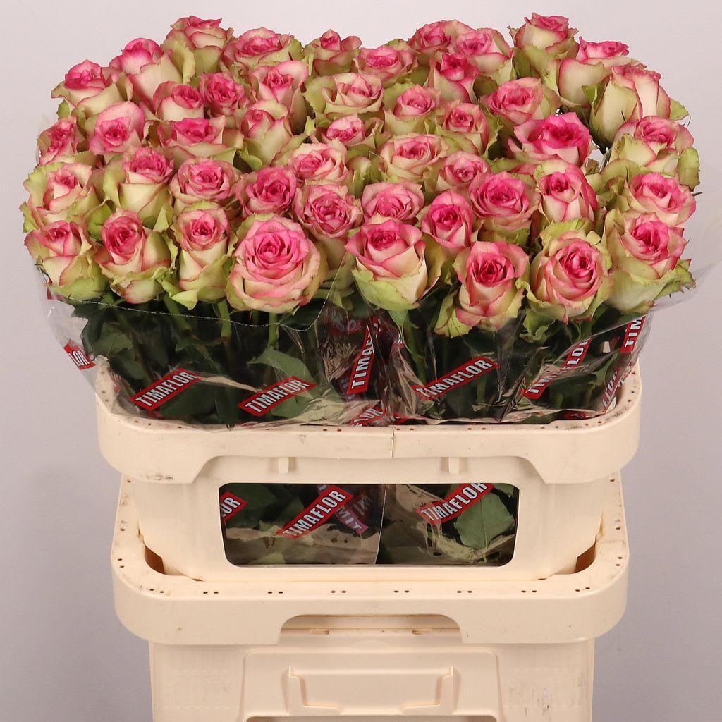 Срезанные цветы оптом Rosa large monique от 50шт из Голландии с доставкой по России