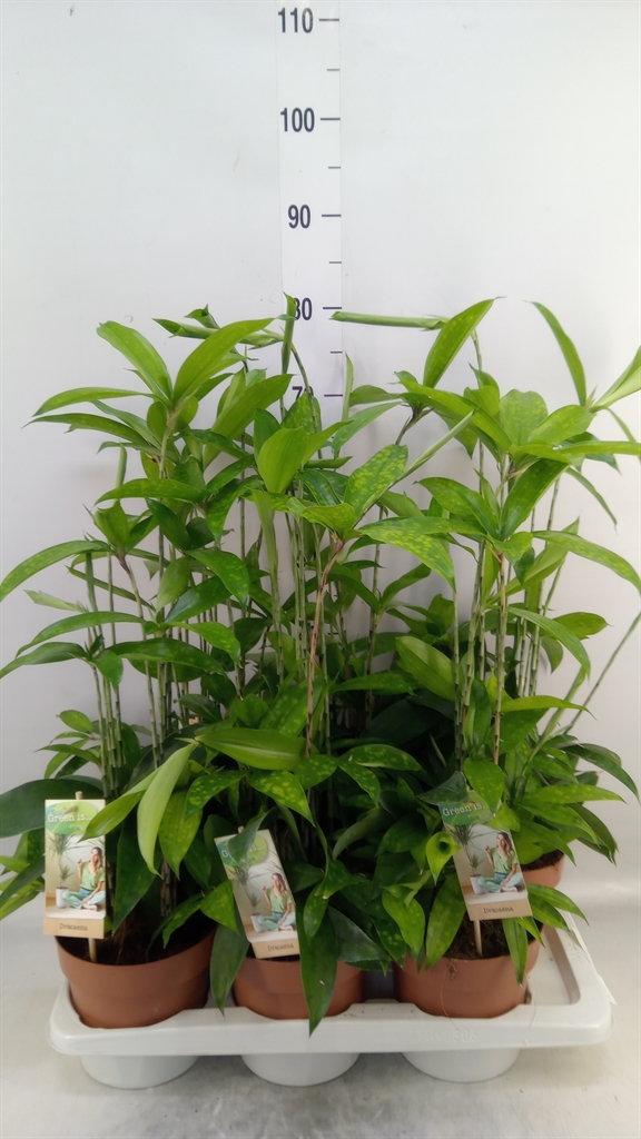 Горшечные цветы и растения оптом Dracaena Surculosa от 6шт из Голландии с доставкой по России