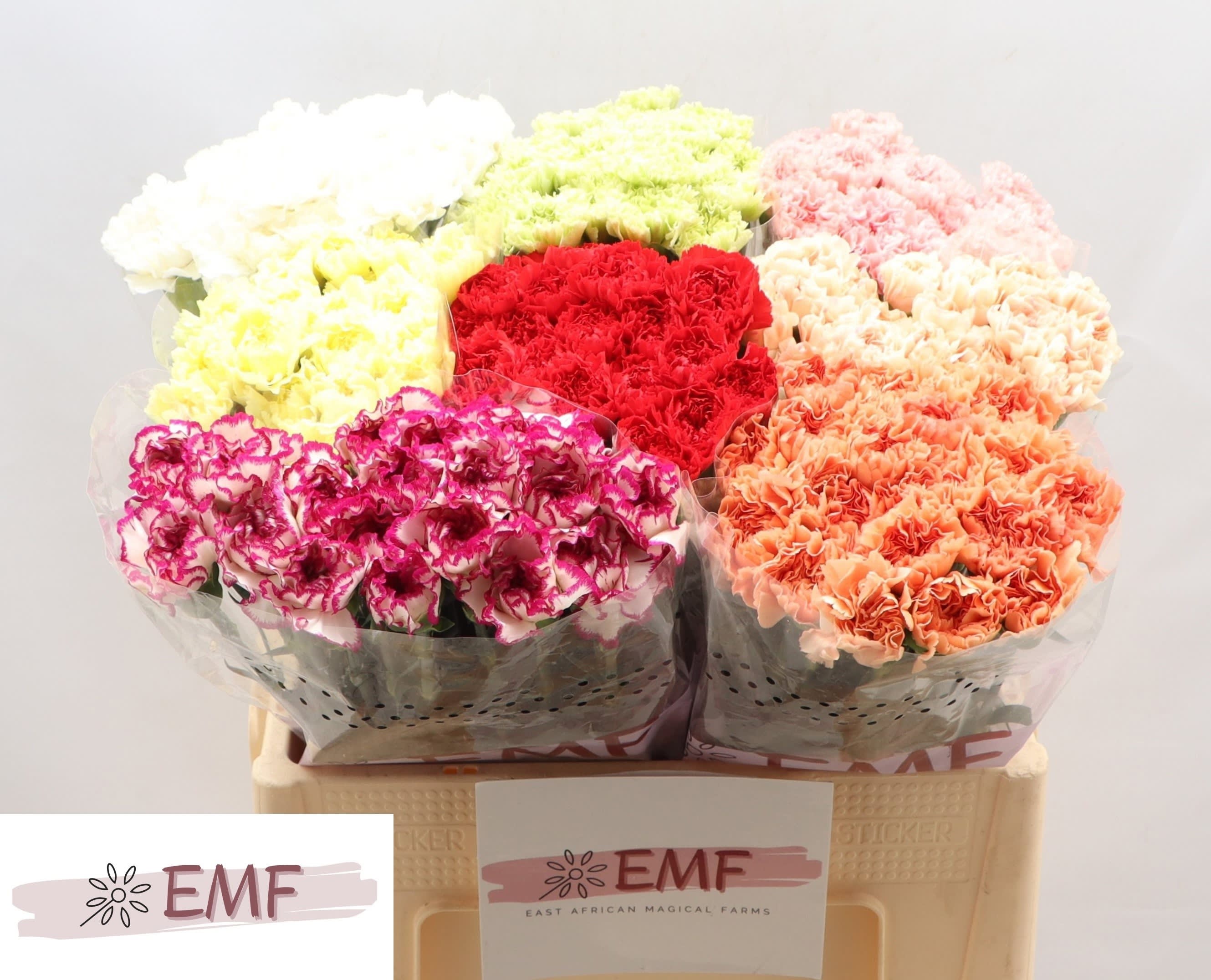 Срезанные цветы оптом Dianthus st mix in box от 160шт. из Голландии с доставкой по России