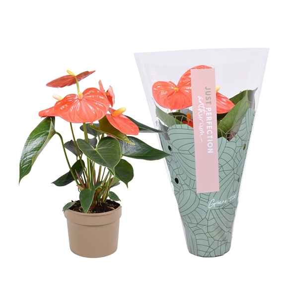 Горшечные цветы и растения оптом Anth An Orange Champion 3+ Just Perfect от 12шт из Голландии с доставкой по России
