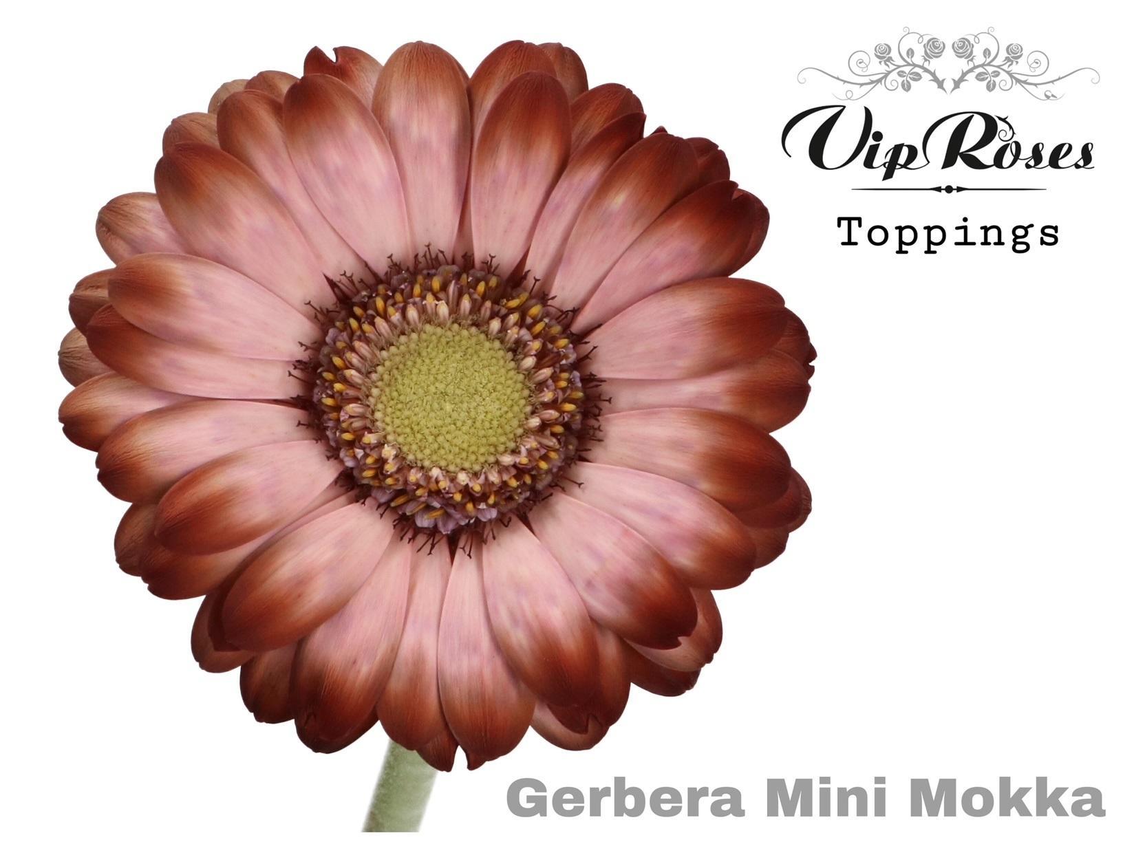 Срезанные цветы оптом Gerbera paint mini mokka от 40шт из Голландии с доставкой по России