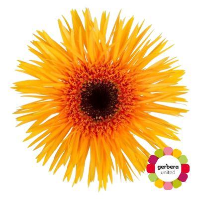 Срезанные цветы оптом Gerbera diamond claudemir от 15шт из Голландии с доставкой по России