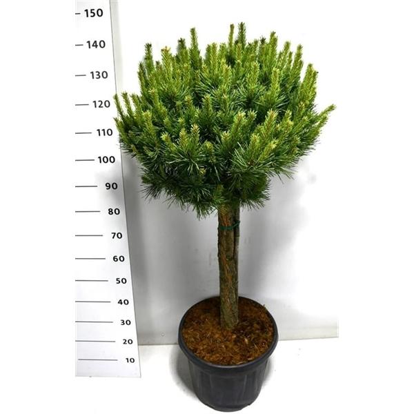 Горшечные цветы и растения оптом Pinus Sylv Watereri Nana On Stem от 1шт из Голландии с доставкой по России