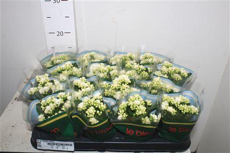 Горшечные цветы и растения оптом Kal Ge Whites White от 16шт (для телеги) из Голландии с доставкой по России