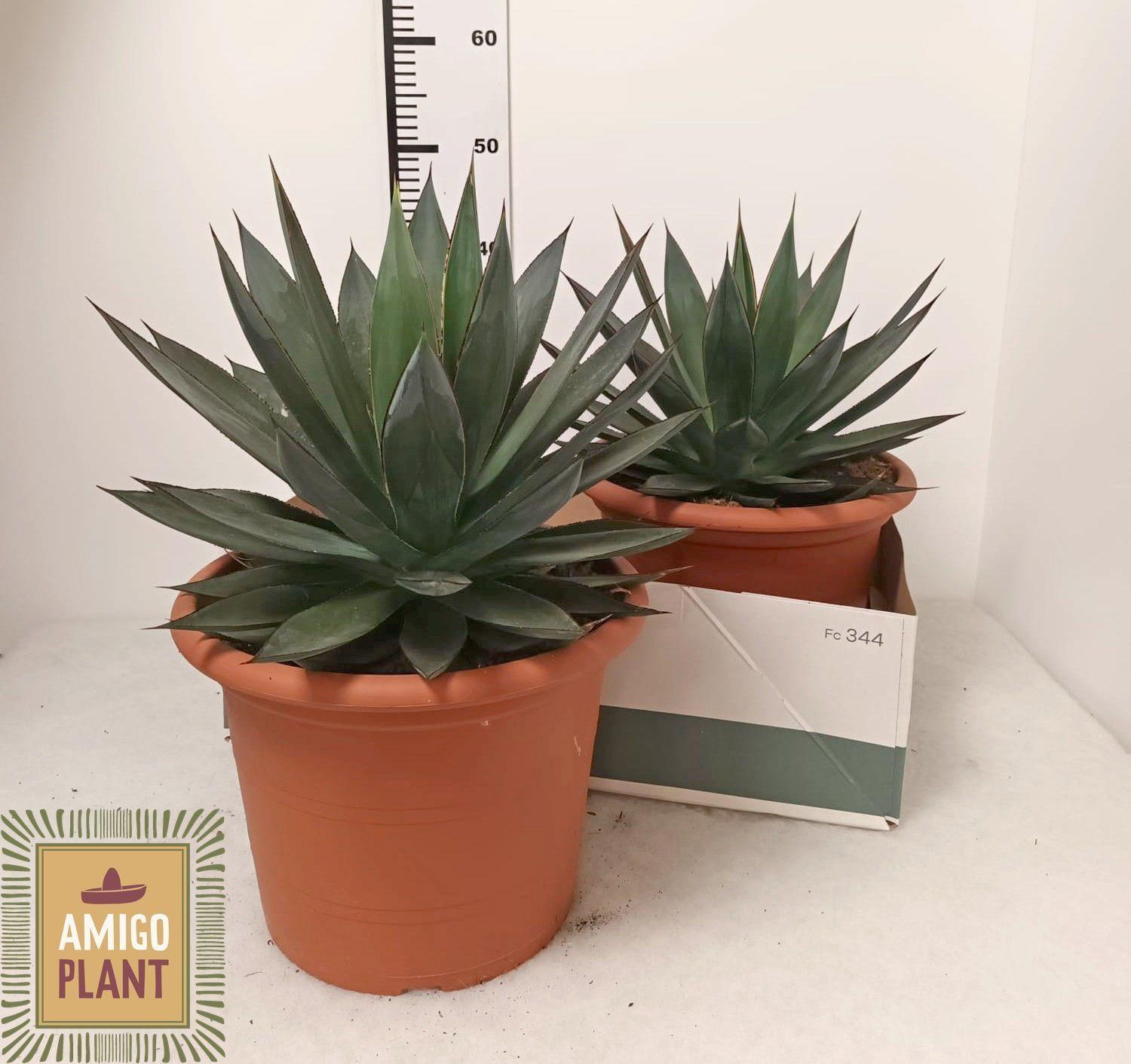 Горшечные цветы и растения оптом Agav Shaka Zulu от 2шт из Голландии с доставкой по России