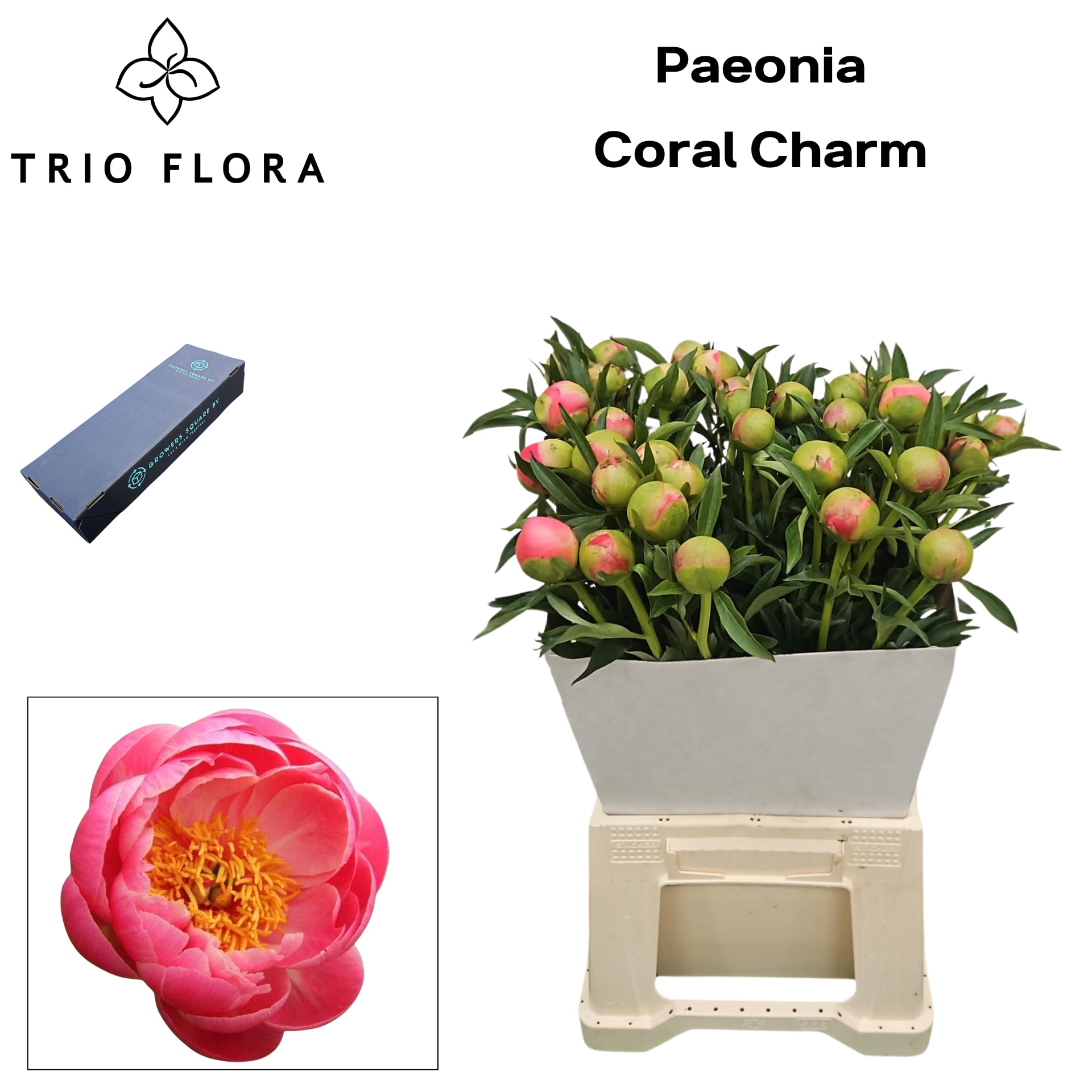 Срезанные цветы оптом Paeonia coral charm от 20шт из Голландии с доставкой по России