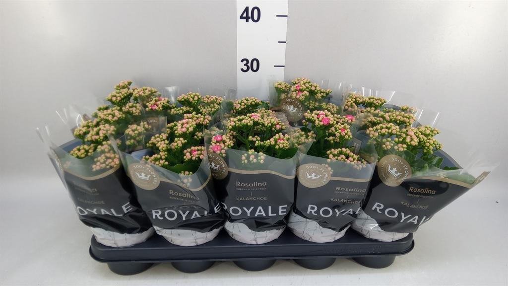 Горшечные цветы и растения оптом Kalanchoe Blos. rosdon Nando от 10шт из Голландии с доставкой по России