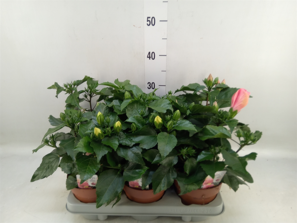 Горшечные цветы и растения оптом Hibiscus Rosa-sin.   ...mix от 6шт из Голландии с доставкой по России