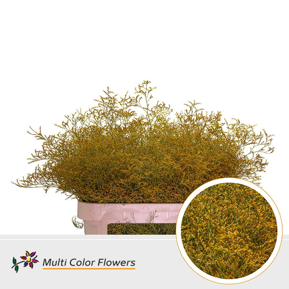 Срезанные цветы оптом Limonium beltlaard paint ocker yellow от 25шт из Голландии с доставкой по России