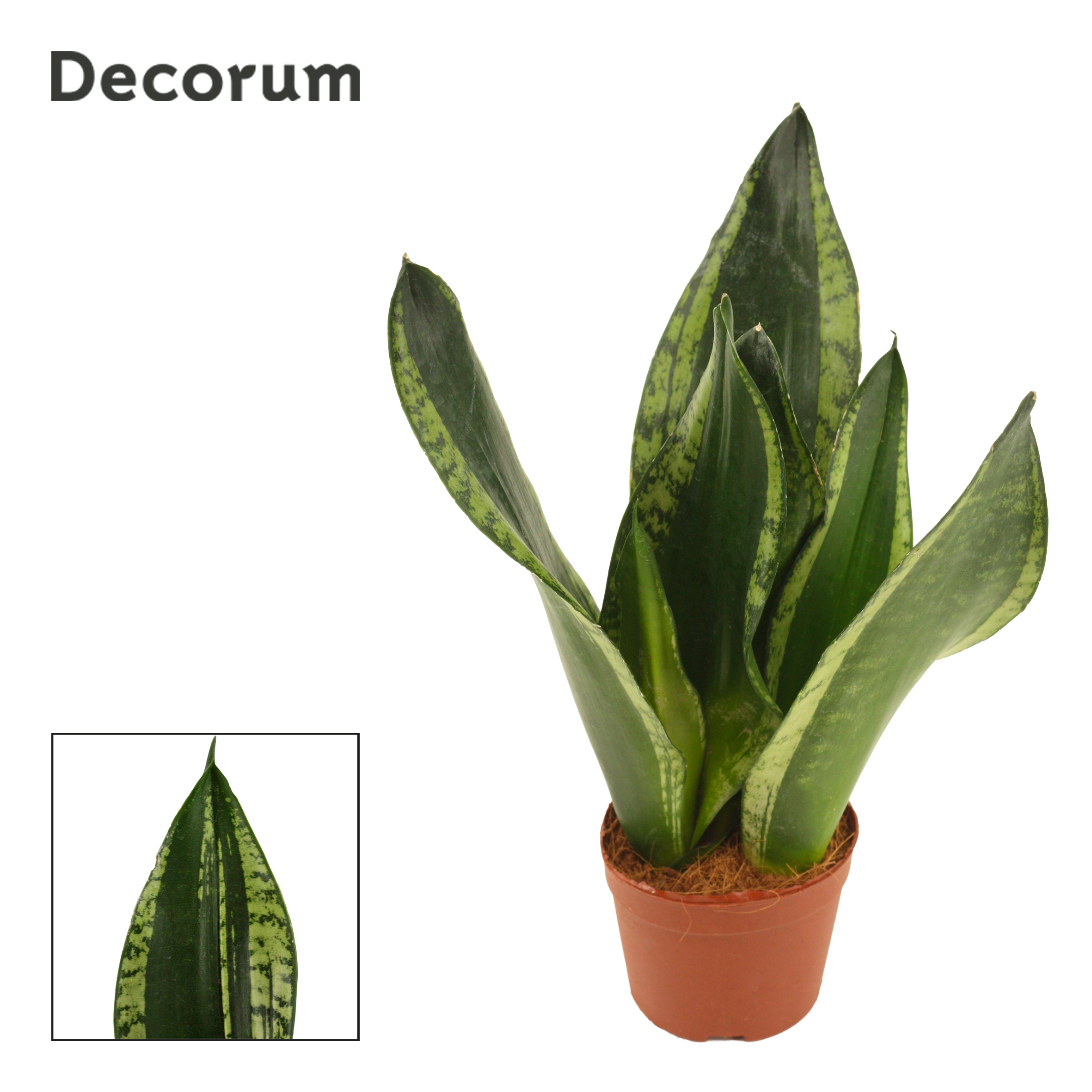 Горшечные цветы и растения оптом Sansevieria Silver Flame 9 Cm (decorum) от 18шт (для телеги) из Голландии с доставкой по России