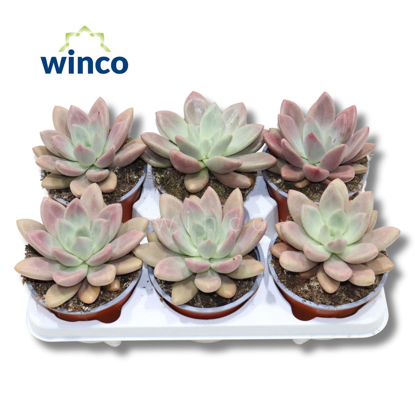 Горшечные цветы и растения оптом Echev Ov от 6шт из Голландии с доставкой по России