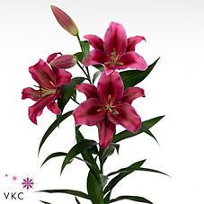 Срезанные цветы оптом Lilium or palazzo от 40шт из Голландии с доставкой по России