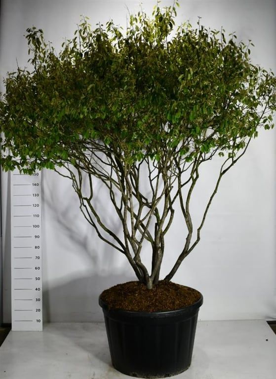 Горшечные цветы и растения оптом Amelanchier Lamarckii от 1шт из Голландии с доставкой по России