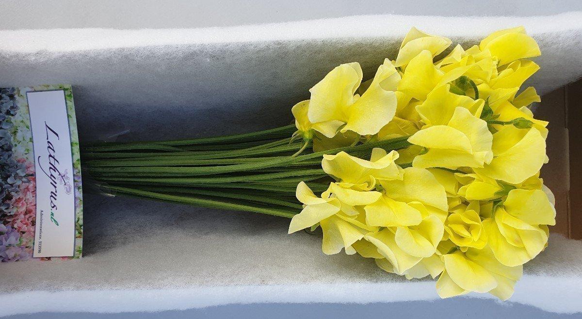 Срезанные цветы оптом Lathyrus paint yellow от 30шт из Голландии с доставкой по России
