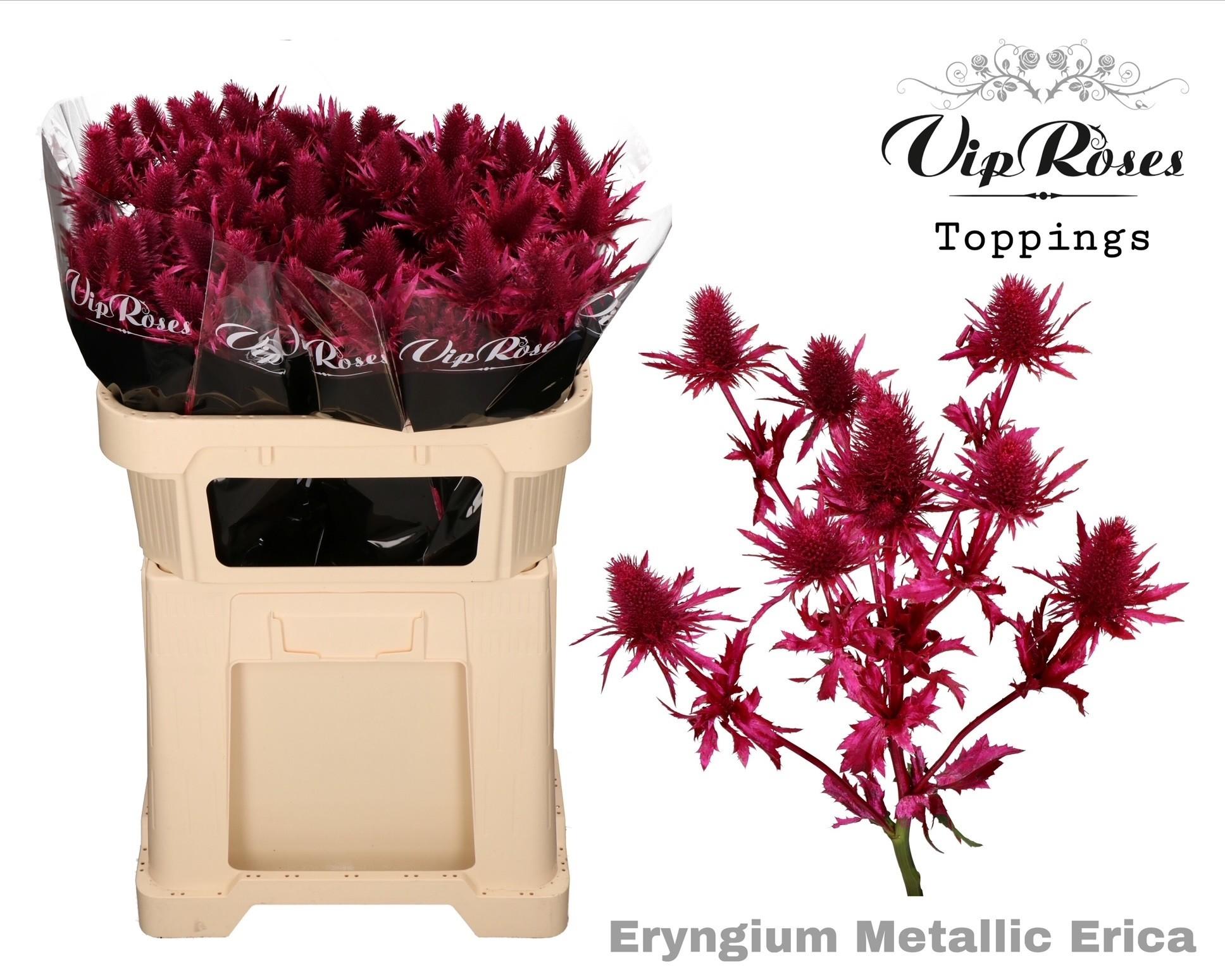 Срезанные цветы оптом Eryngium supernova paint erica metallic от 20шт из Голландии с доставкой по России
