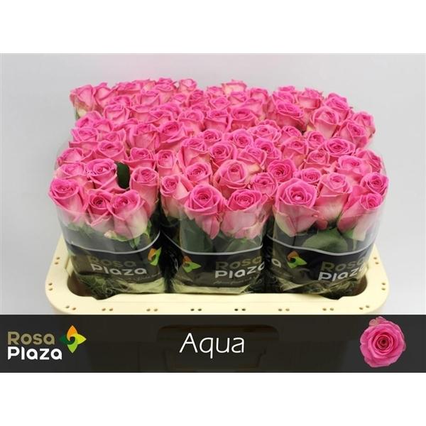 Срезанные цветы оптом Rosa large aqua! от 80шт из Голландии с доставкой по России