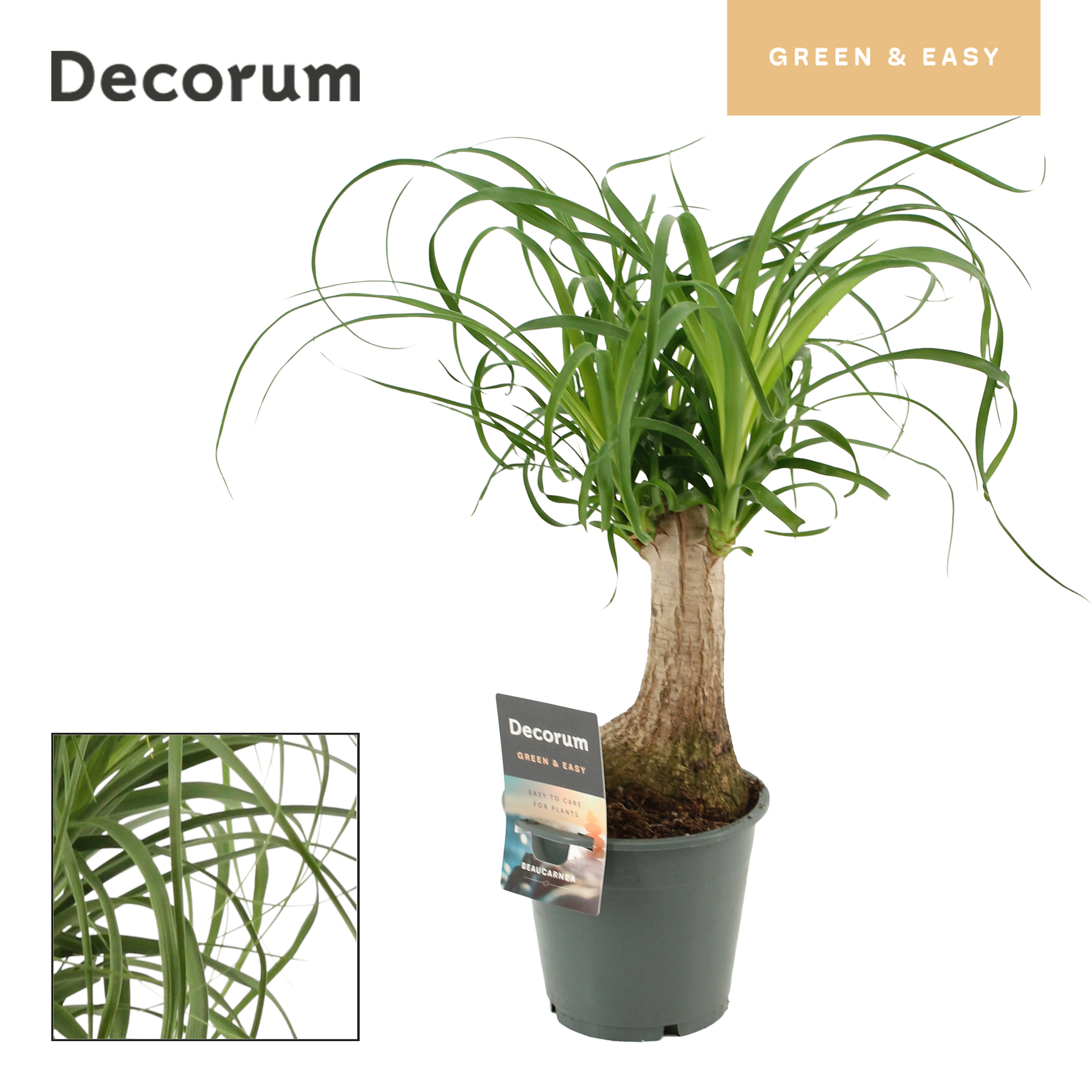Горшечные цветы и растения оптом Beaucarnea 3pp (decorum) от 10шт из Голландии с доставкой по России