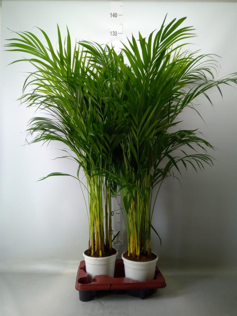 Горшечные цветы и растения оптом Dypsis Lutescens   ...chrysalidoca от 2шт из Голландии с доставкой по России