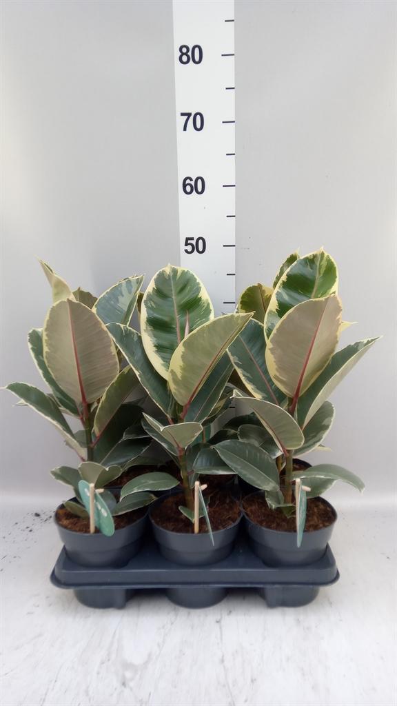 Горшечные цветы и растения оптом Ficus Elastica tineke от 6шт из Голландии с доставкой по России