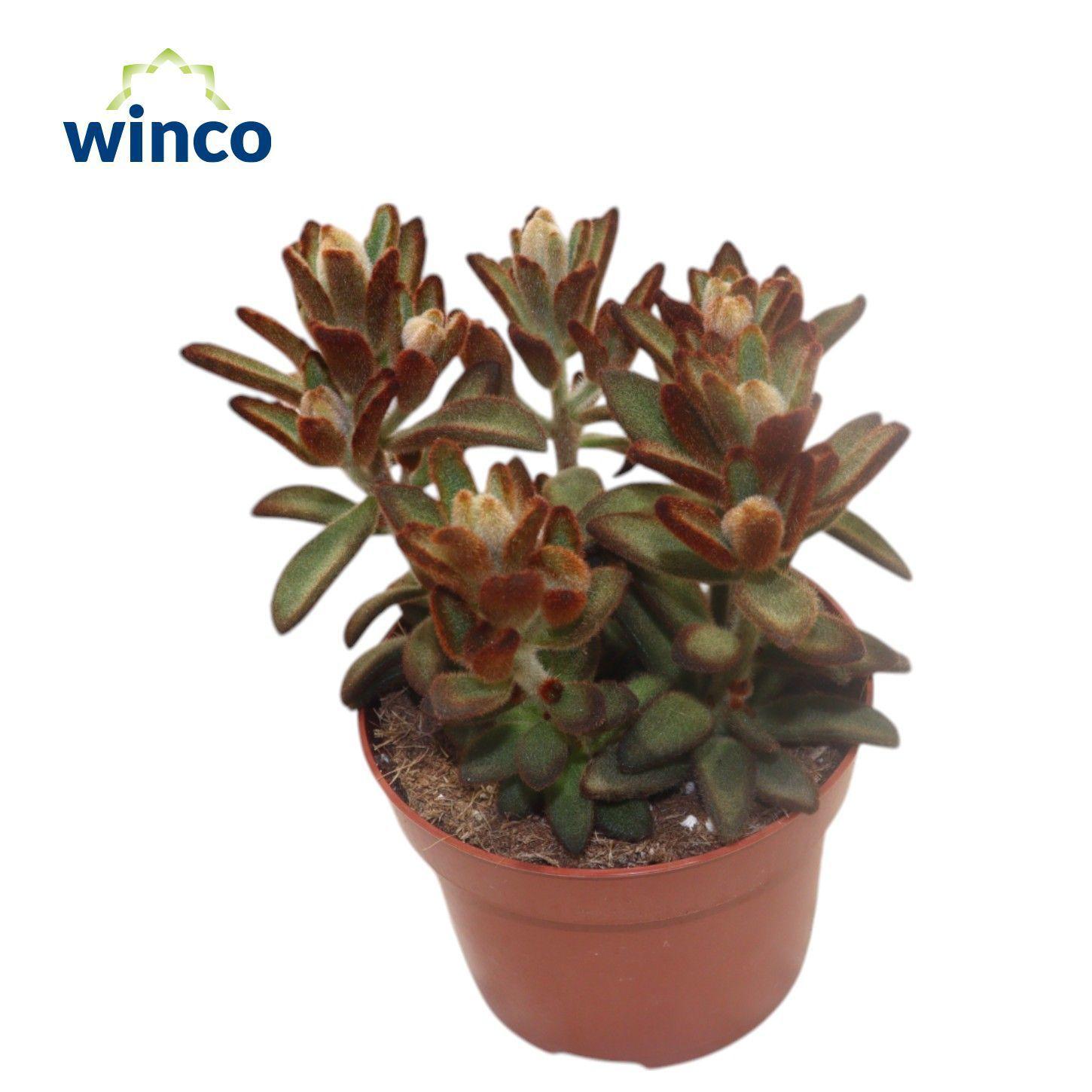 Горшечные цветы и растения оптом Kalanchoe Tomentosa от 8шт из Голландии с доставкой по России