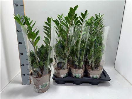 Горшечные цветы и растения оптом Zamio Zamiifolia 4-5 от 6шт из Голландии с доставкой по России