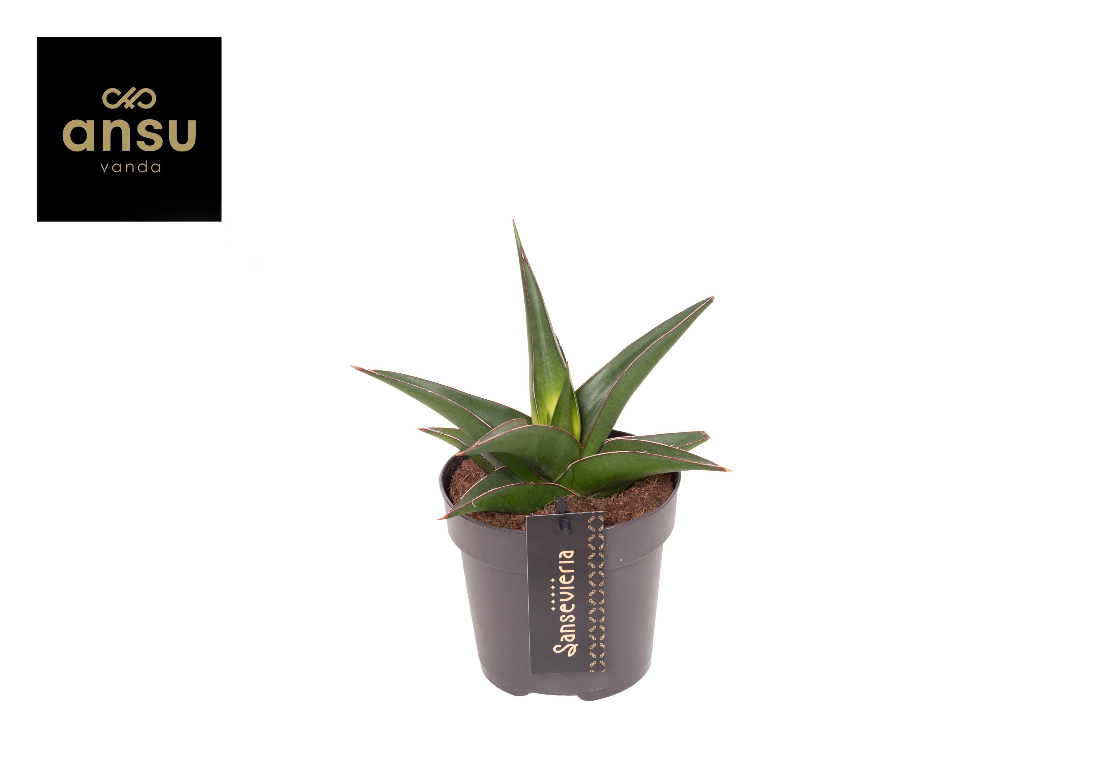 Горшечные цветы и растения оптом Sansevieria Comet Mini Amazon от 6шт из Голландии с доставкой по России