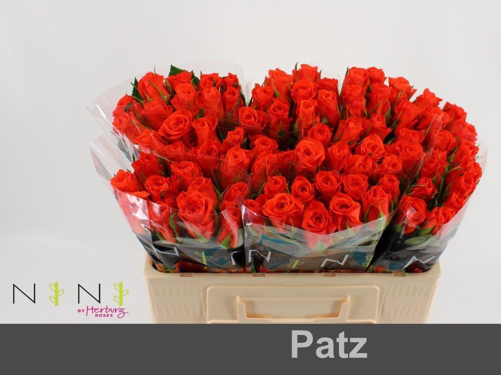 Срезанные цветы оптом Rosa large patz от 60шт из Голландии с доставкой по России