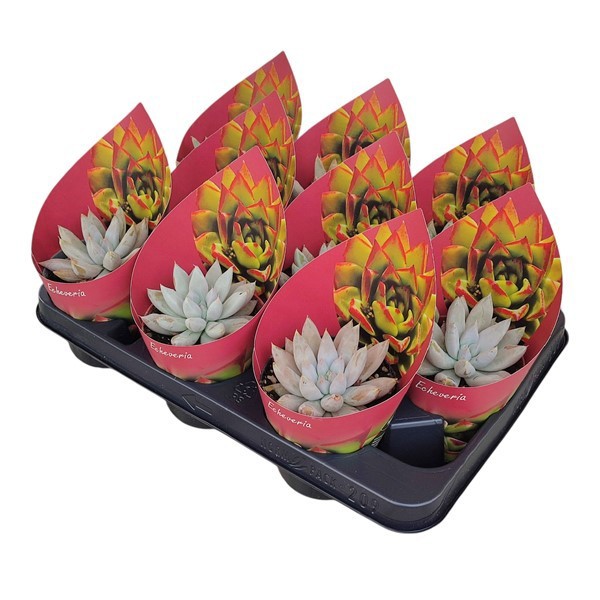 Горшечные цветы и растения оптом Echeveria Tolimanensis Potcover от 9шт из Голландии с доставкой по России