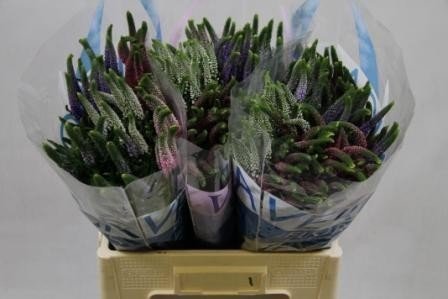 Срезанные цветы оптом Veronica rainbow от 150шт из Голландии с доставкой по России