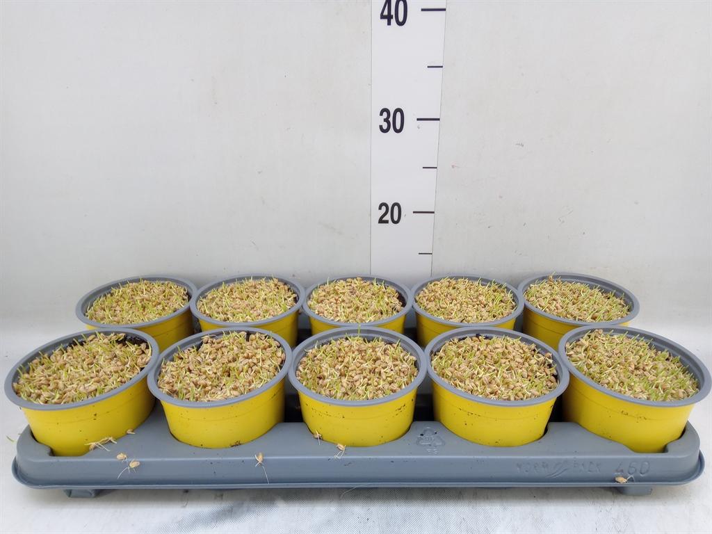 Горшечные цветы и растения оптом Hordeum Sp.   ...kattegras Zaai от 10шт' из Голландии с доставкой по России