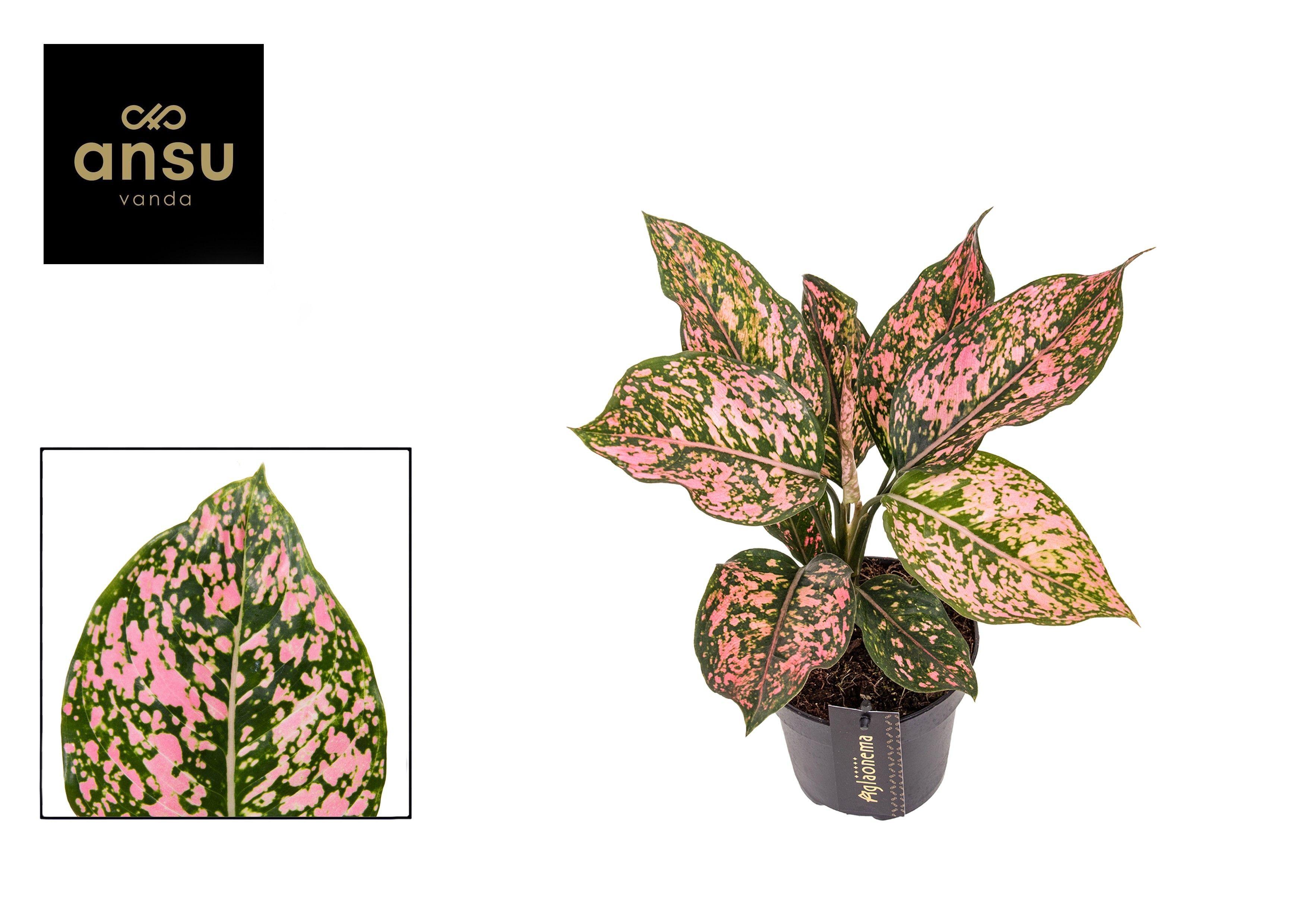 Горшечные цветы и растения оптом Aglaonema Pink Dolphin от 6шт из Голландии с доставкой по России