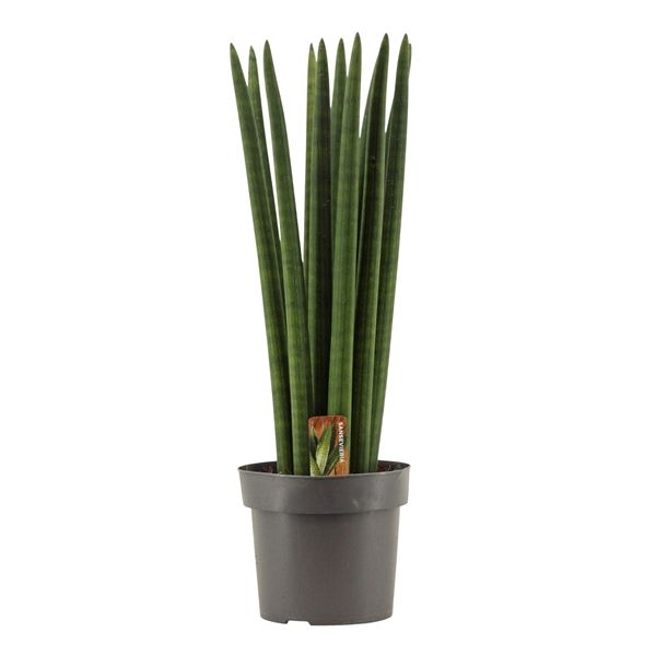 Горшечные цветы и растения оптом Sansevieria Cylindrica Straight от 4шт из Голландии с доставкой по России