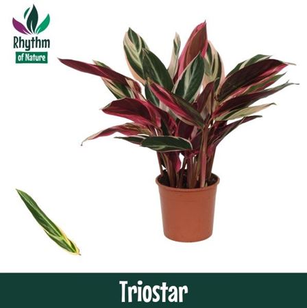 Горшечные цветы и растения оптом Calathea Triostar от 8шт из Голландии с доставкой по России