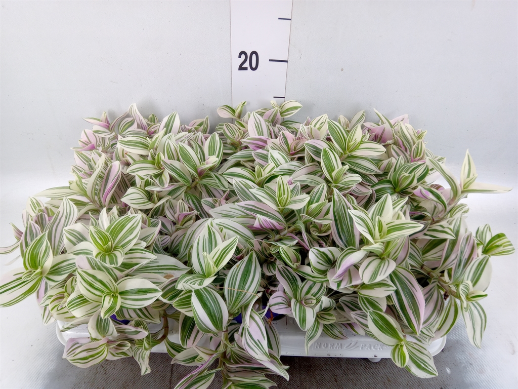 Горшечные цветы и растения оптом Tradescantia   ... от 6шт из Голландии с доставкой по России