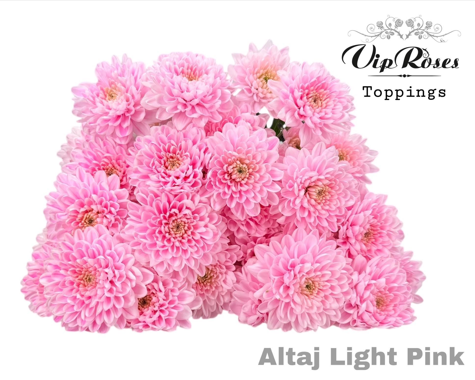 Срезанные цветы оптом Chrys sp paint altaj light pink от 20шт из Голландии с доставкой по России