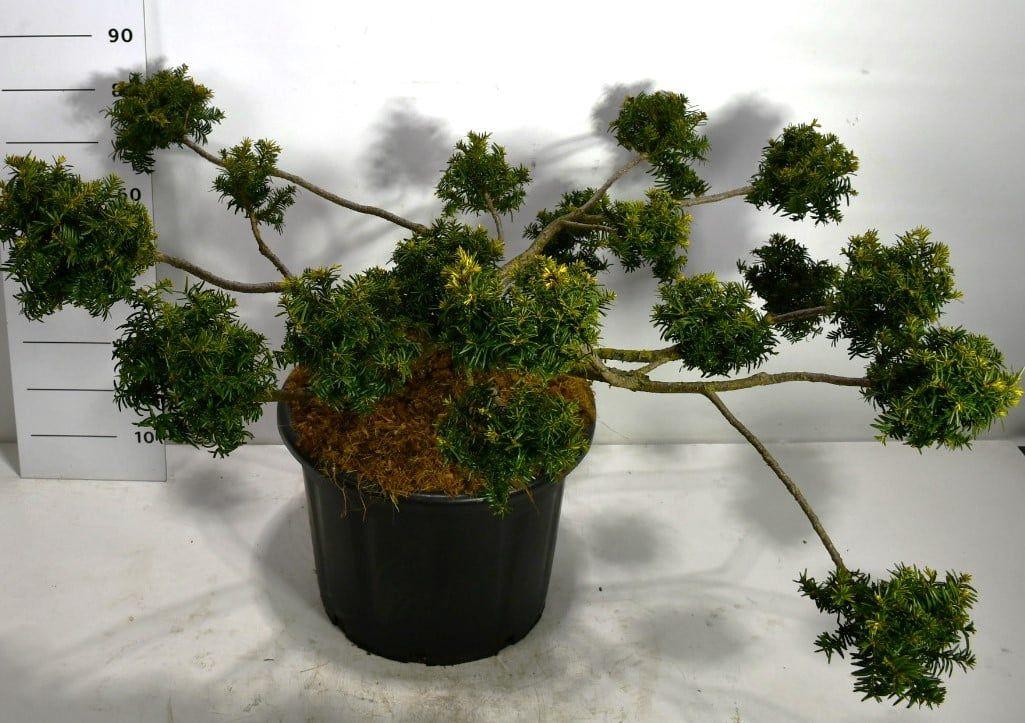 Горшечные цветы и растения оптом Taxus Bacc Summergold от 1шт из Голландии с доставкой по России