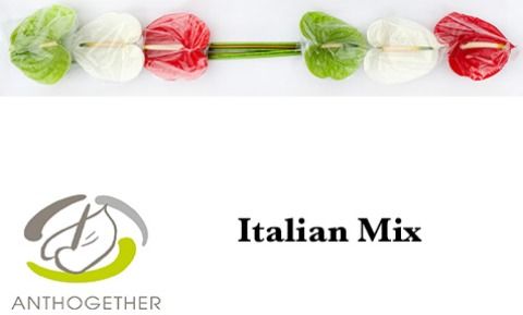 Срезанные цветы оптом Anthurium mix Italia от 6шт из Голландии с доставкой по России