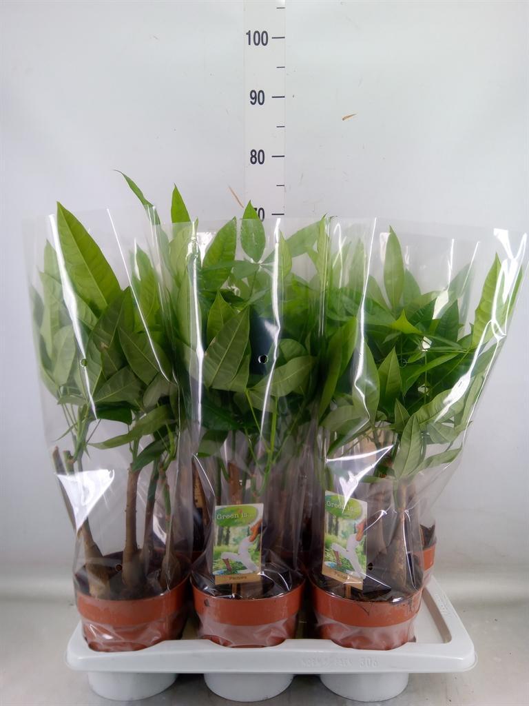 Горшечные цветы и растения оптом Pachira Aquatica от 6шт из Голландии с доставкой по России