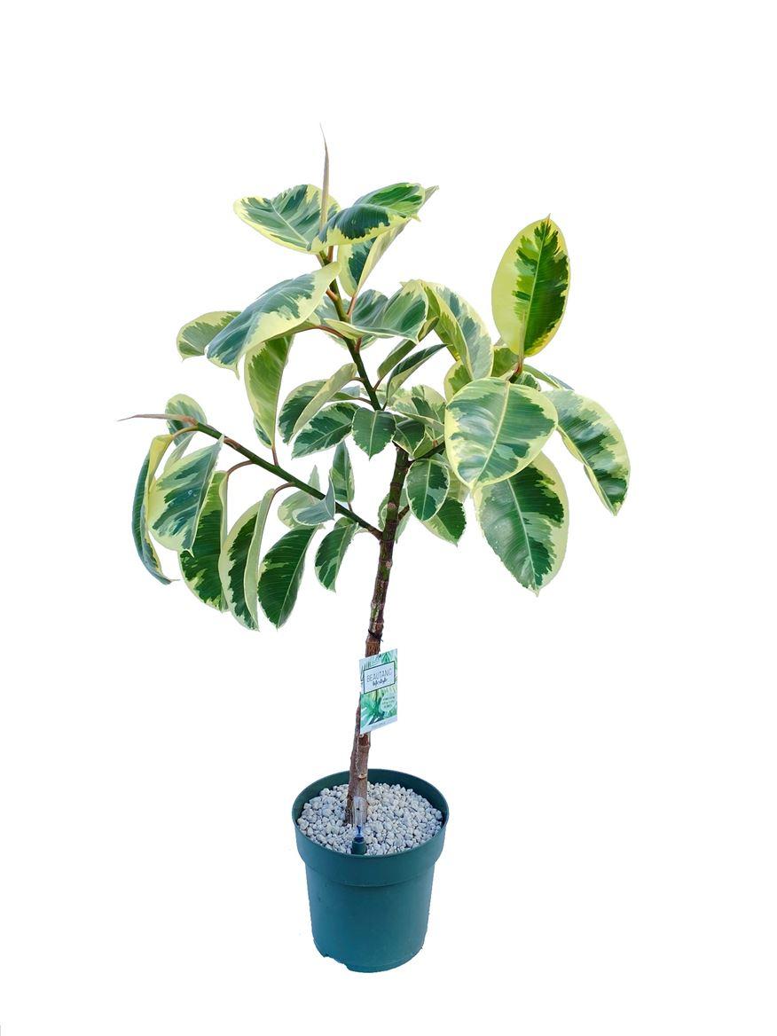 Горшечные цветы и растения оптом Ficus El Tineke  On Stamm от 1шт из Голландии с доставкой по России