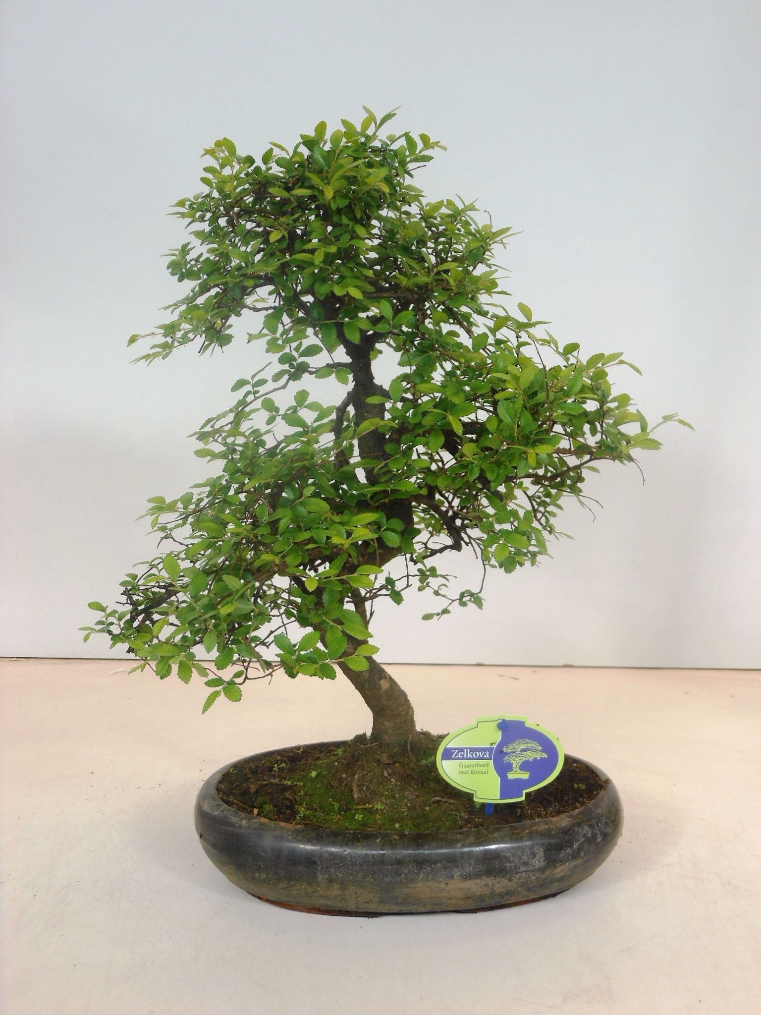 Горшечные цветы и растения оптом Bonsai Zelkova Parvifolia,  Without D от 3шт из Голландии с доставкой по России