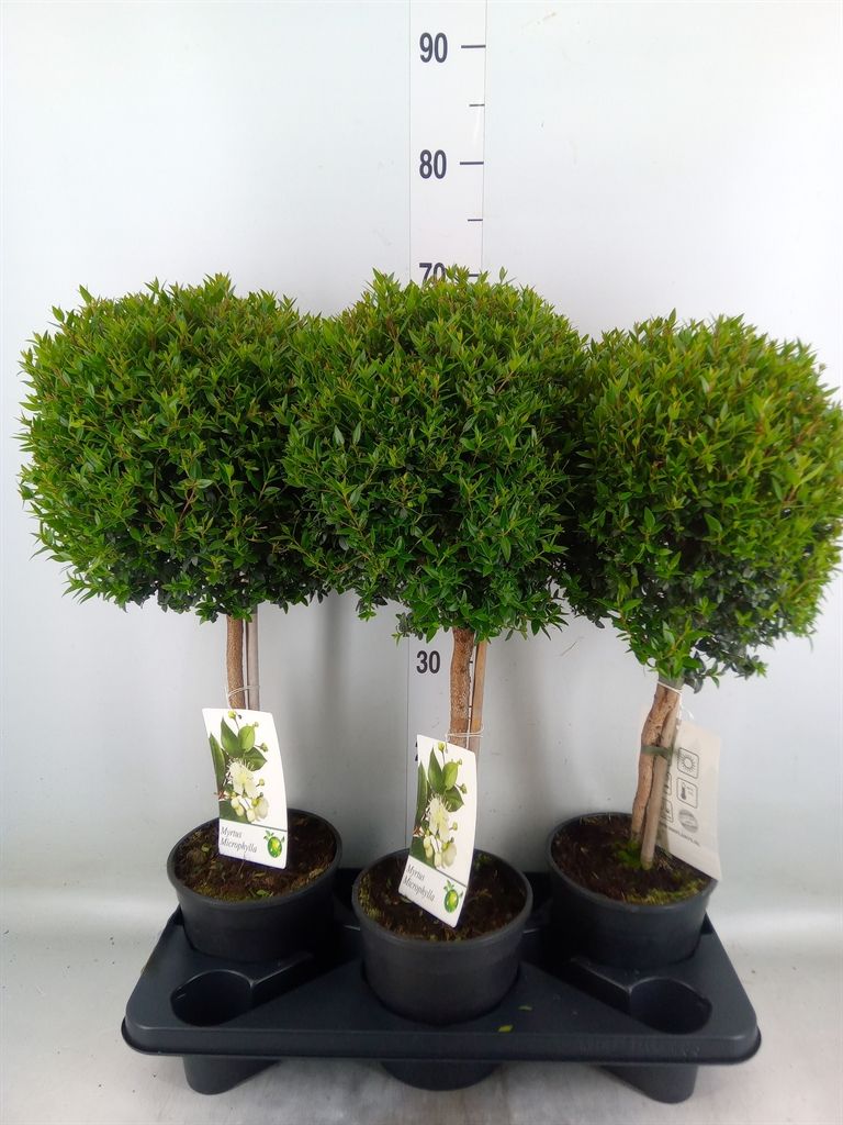 Горшечные цветы и растения оптом Myrtus Communis от 3шт из Голландии с доставкой по России