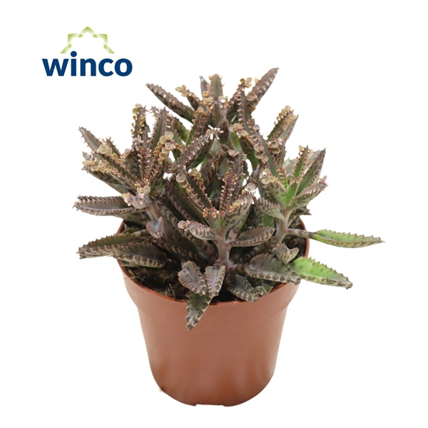 Горшечные цветы и растения оптом Kalanchoe Daigremontiana mother Of Thousands от 18шт (для телеги) из Голландии с доставкой по России