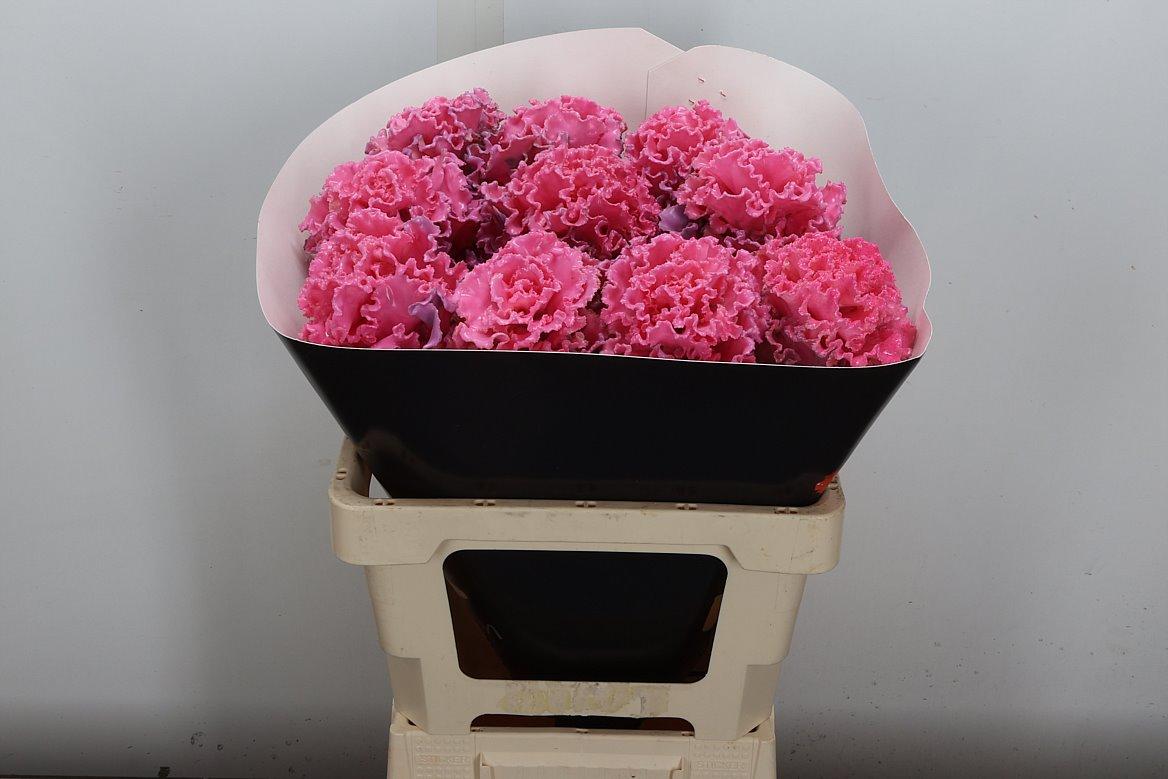 Срезанные цветы оптом Brassica wax fringed pink от 10шт из Голландии с доставкой по России
