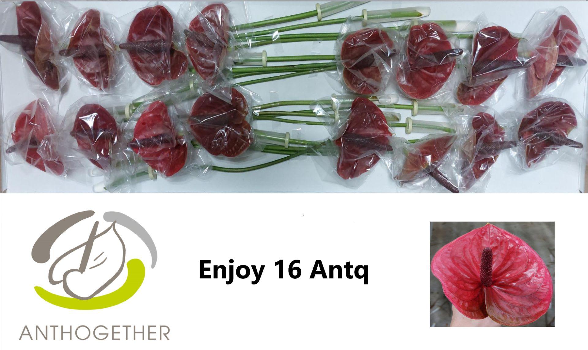 Срезанные цветы оптом Anthurium enjoy от 16шт из Голландии с доставкой по России
