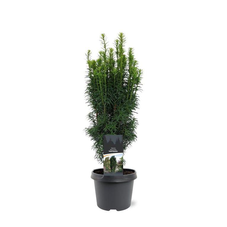 Горшечные цветы и растения оптом Taxus Bacc Fastigiata от 1шт из Голландии с доставкой по России