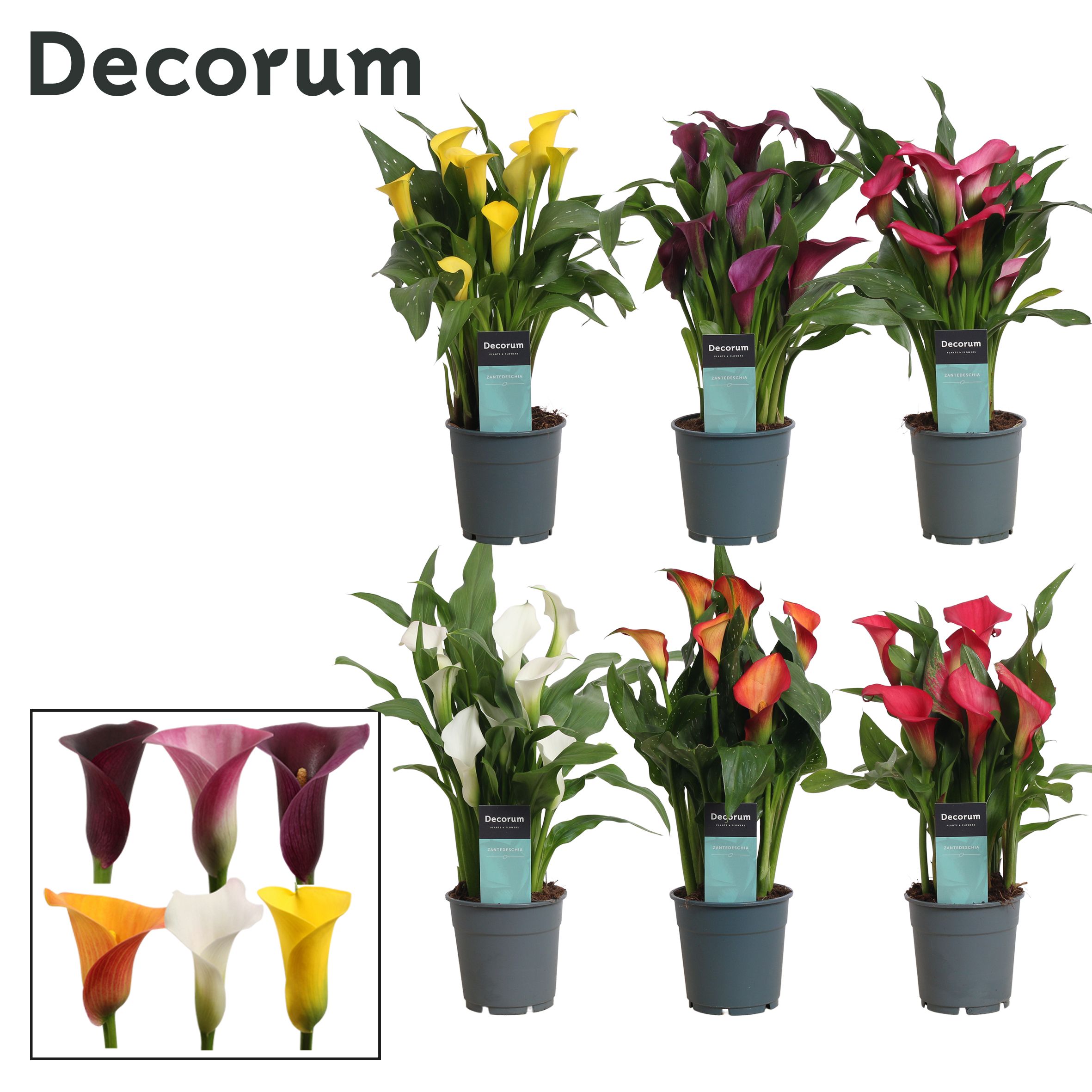 Горшечные цветы и растения оптом Zantedeschia Mix (decorum) от 10шт из Голландии с доставкой по России
