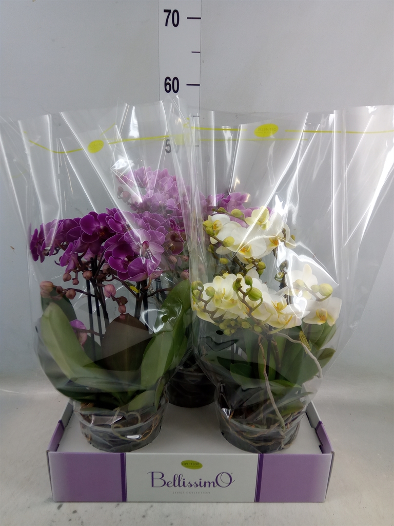 Горшечные цветы и растения оптом Phalaenopsis Multi.   ...mix  3 от 3шт из Голландии с доставкой по России