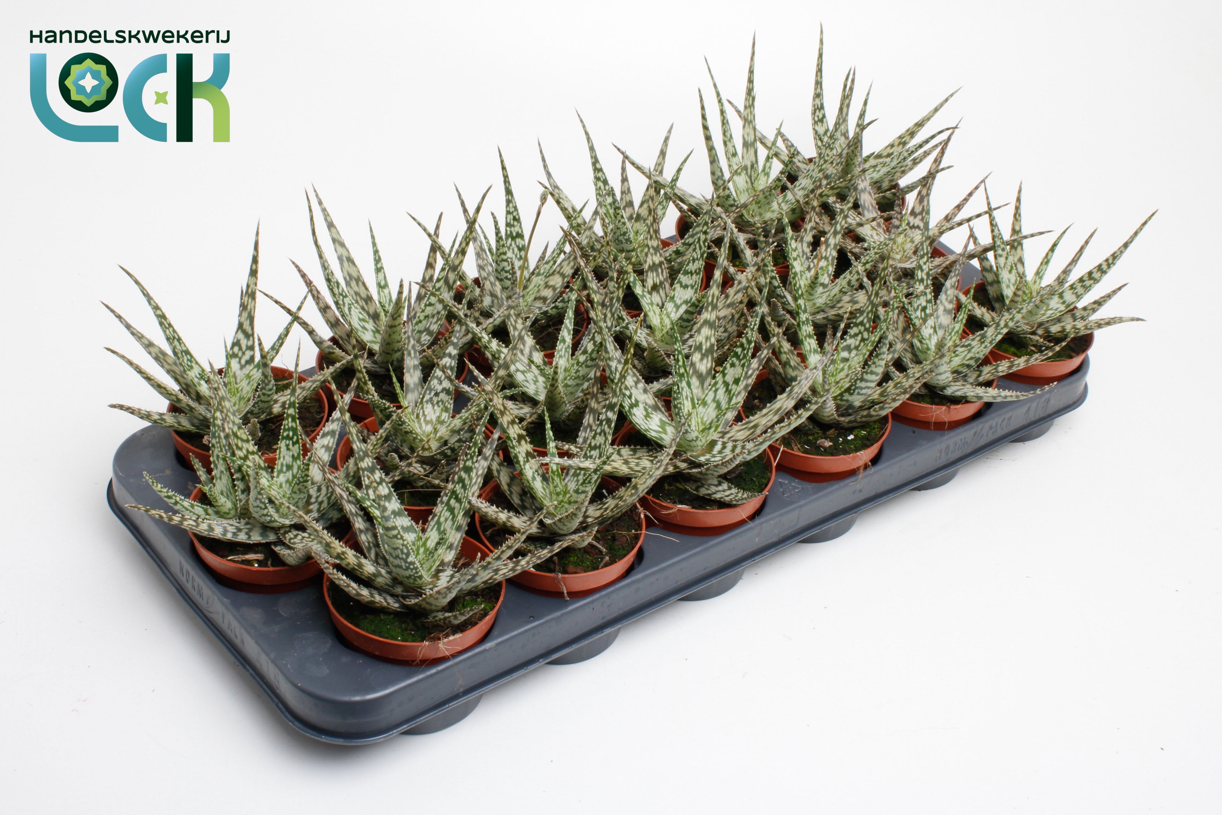 Горшечные цветы и растения оптом Aloe Somaliensis от 18шт (для телеги) из Голландии с доставкой по России