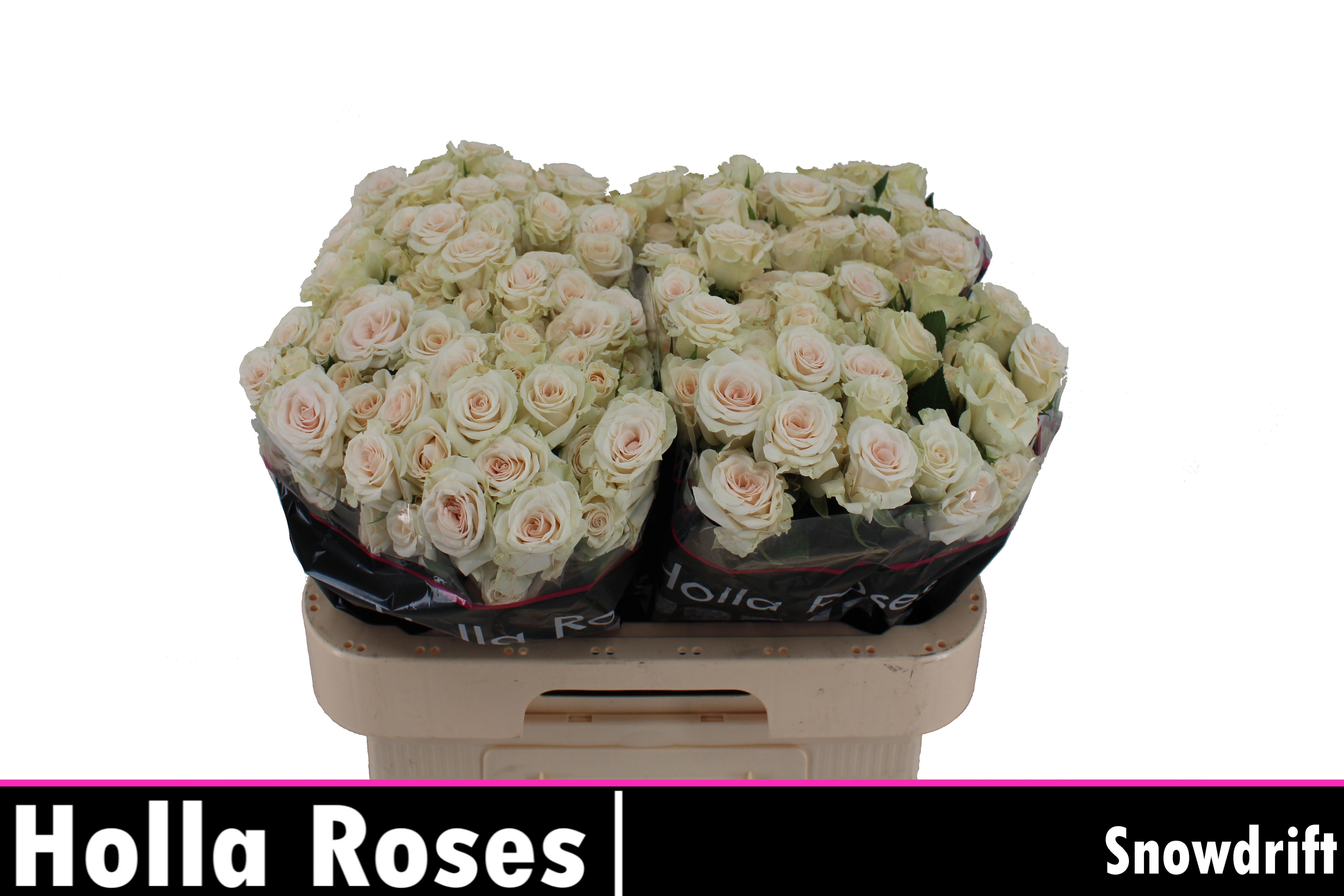 Срезанные цветы оптом Rosa spray snowdrift от 40шт из Голландии с доставкой по России