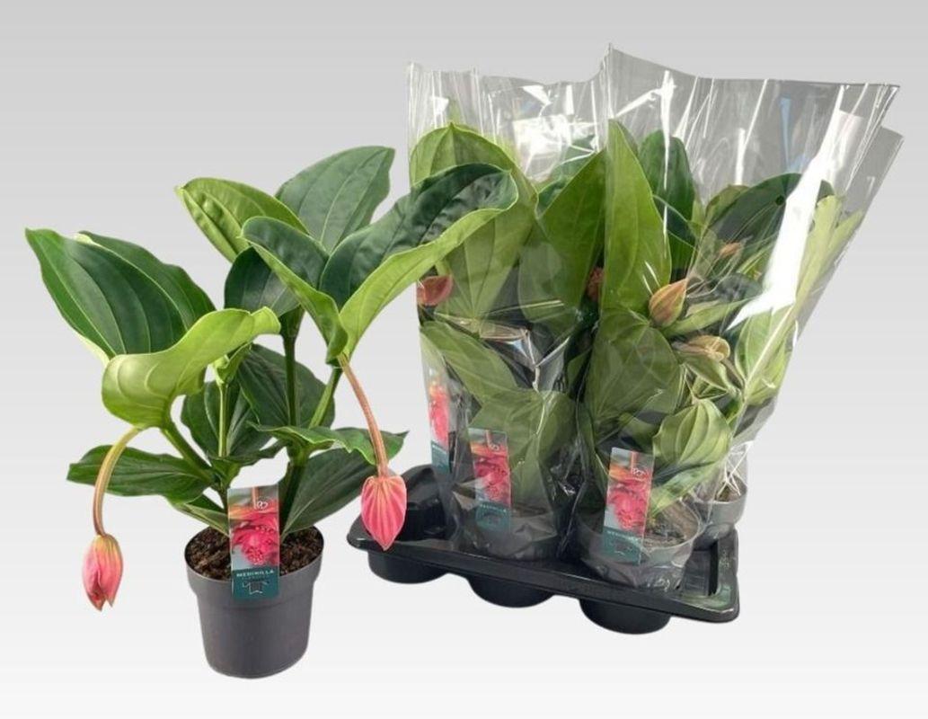 Горшечные цветы и растения оптом Medin Mag Flamenco от 6шт из Голландии с доставкой по России